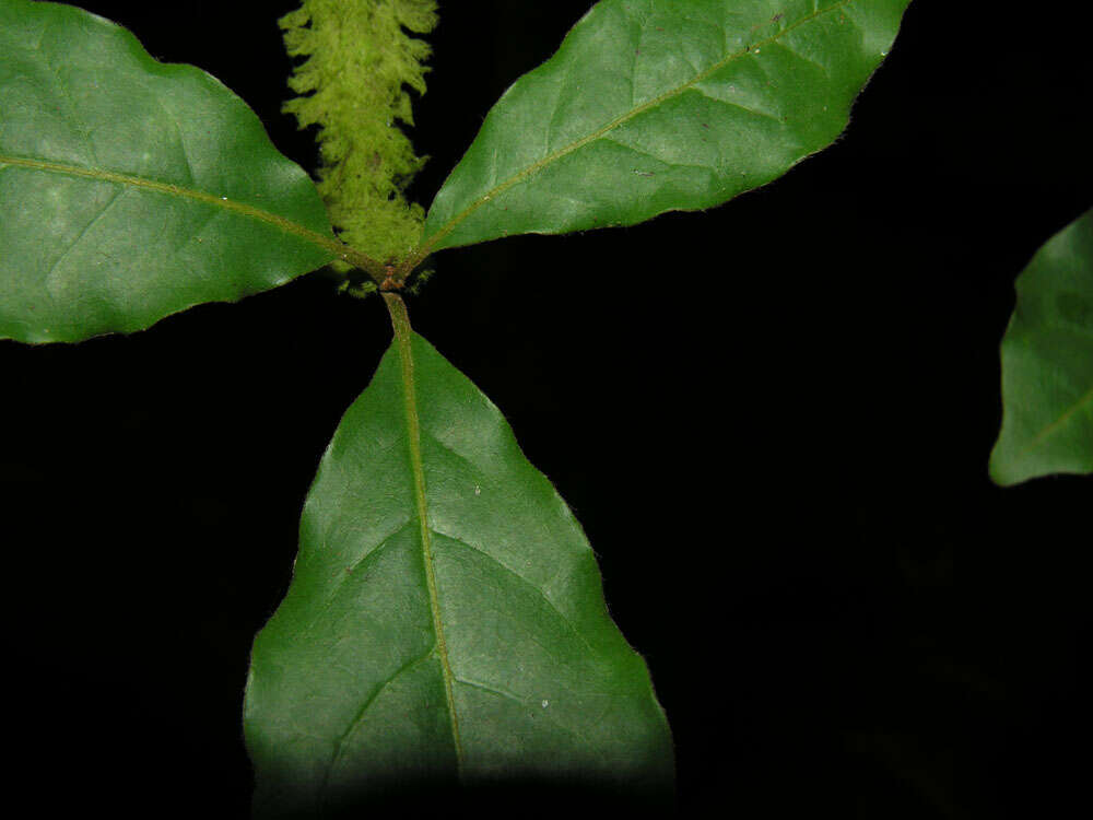 Sivun Terminalia costaricensis (Stace) Gere & Boatwr. kuva