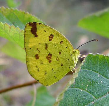 Image of Eurema blanda (Boisduval 1836)