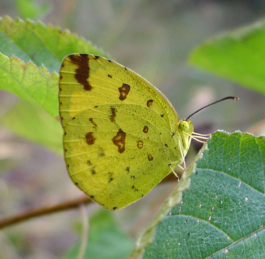 Image de Eurema blanda (Boisduval 1836)