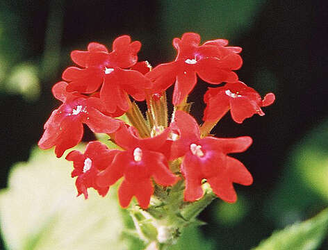 Image de Glandularia peruviana (L.) Small