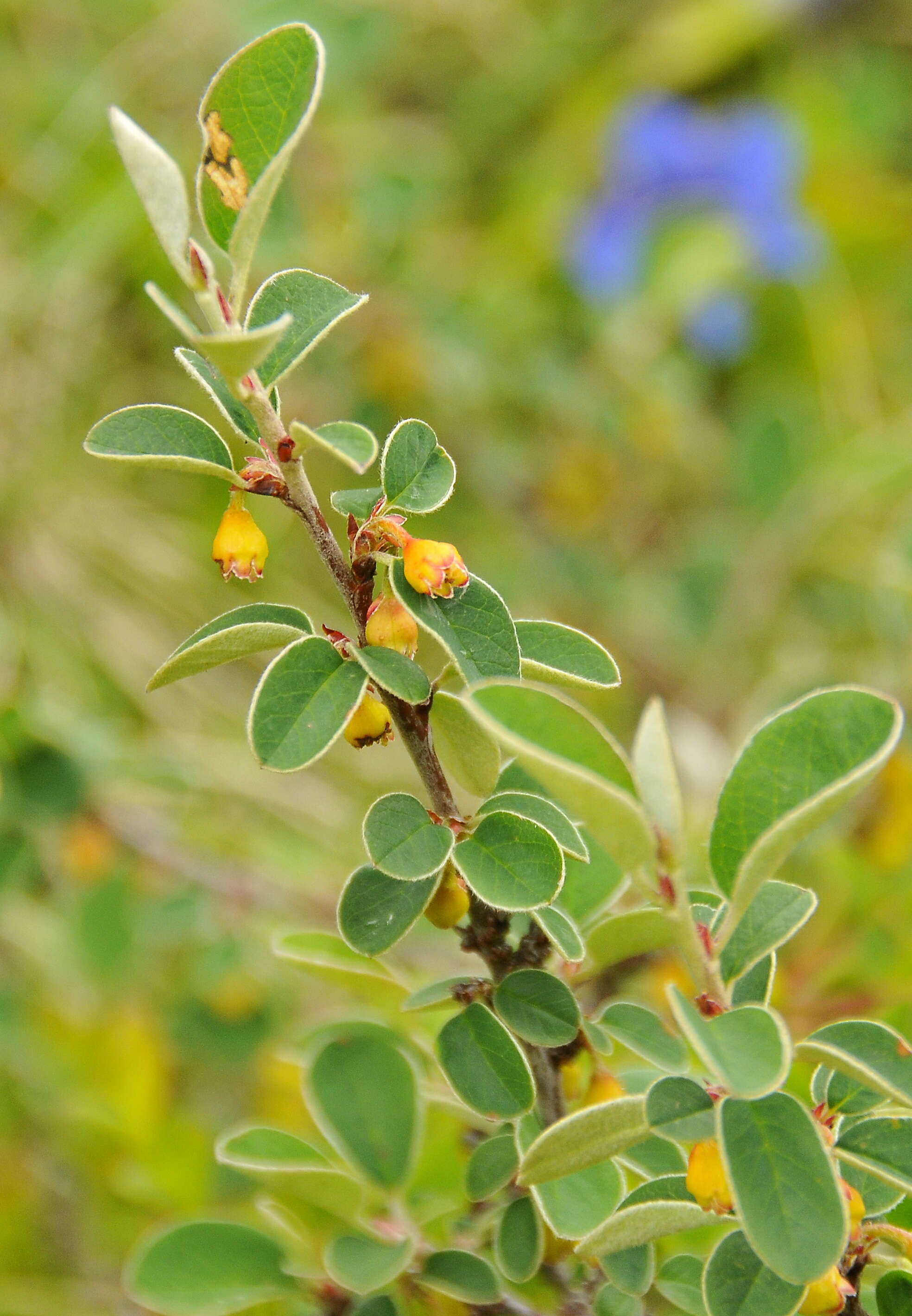 Image of cotoneaster