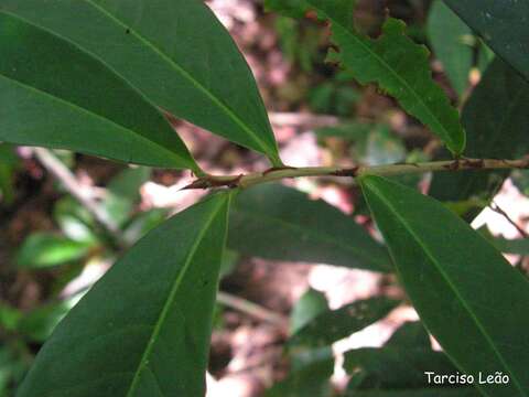 Image of Erythroxylum mucronatum Benth.