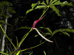 Image of Anthurium clavigerum Poepp.