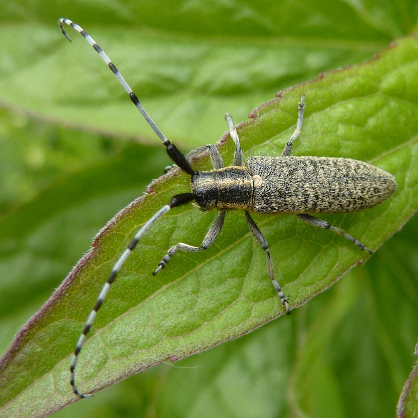 Image of Agapanthia (Epoptes) villosoviridescens (Degeer 1775)