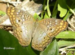 Image of Anartia jatrophae saturata Staudinger 1888