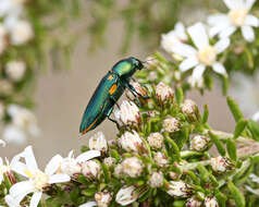 Sivun Castiarina flavopicta (Boisduval 1835) kuva