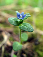 Image of common speedwell