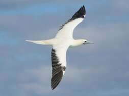 Image of Red-footed Booby