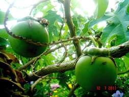 Image of Solanum wrightii Benth.