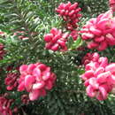 Image of Grevillea lanigera A. Cunn. ex R. Br.