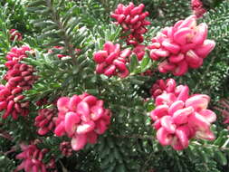 Image of Grevillea lanigera A. Cunn. ex R. Br.