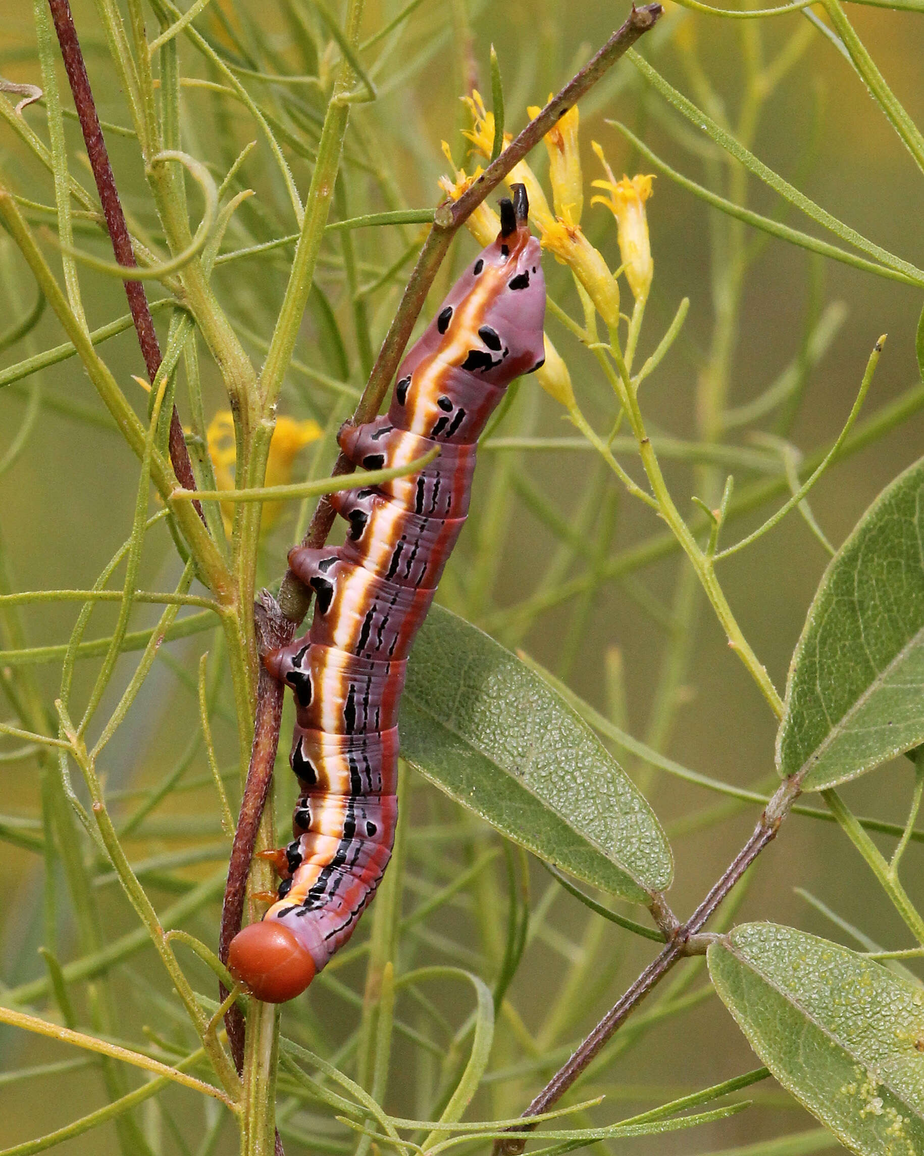 صورة Dasylophia anguina Abbot & Smith 1797