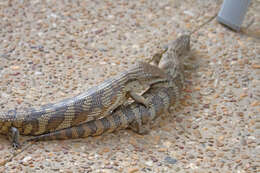 Image of Blue-tongued Skinks