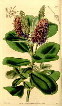 صورة Veronica speciosa R. Cunn. ex A. Cunn.