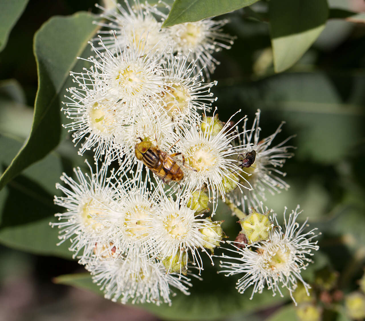 Image of Eristalinus