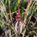 Caladenia caudata Nicholls的圖片