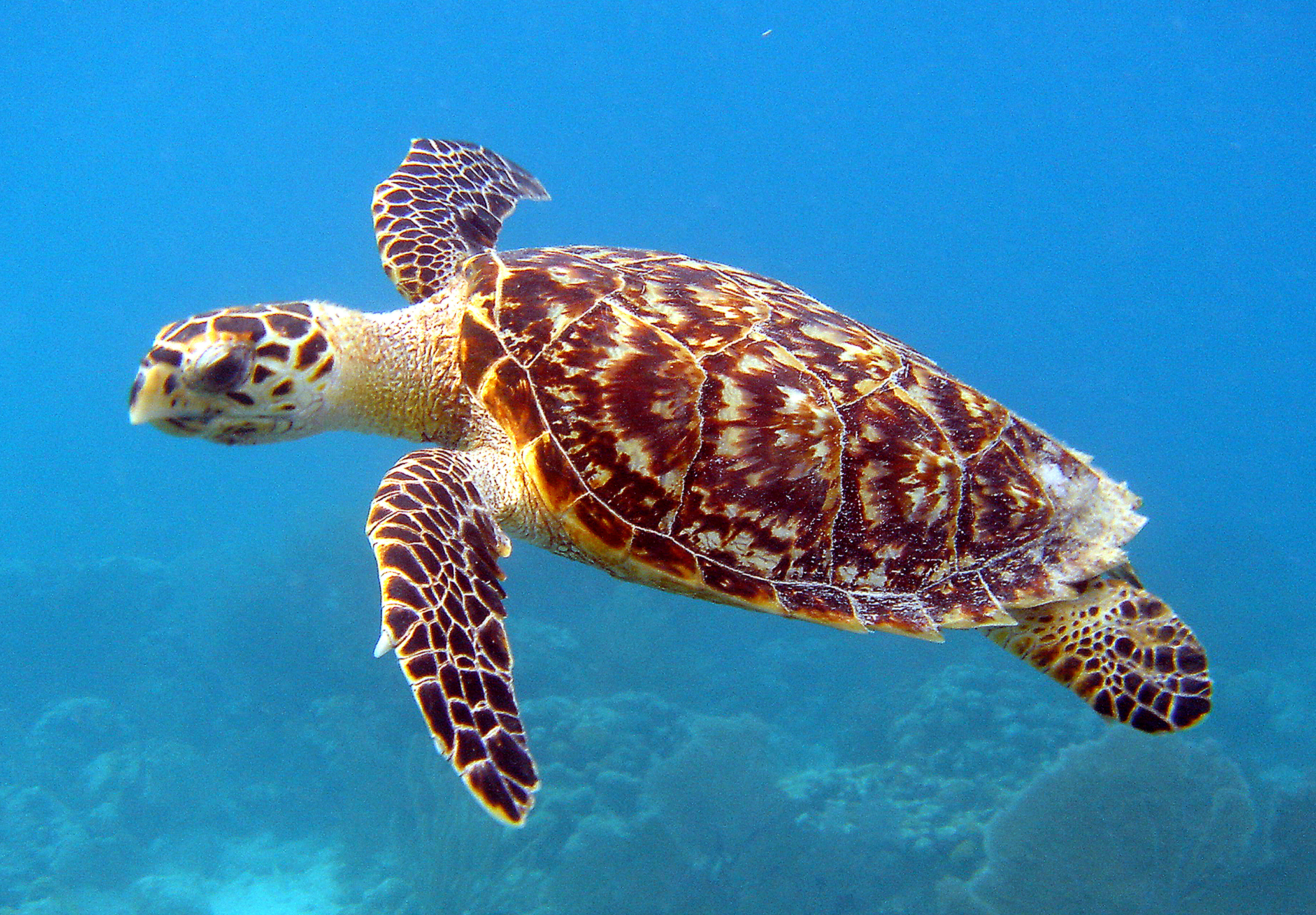 Image of Hawksbill Turtle