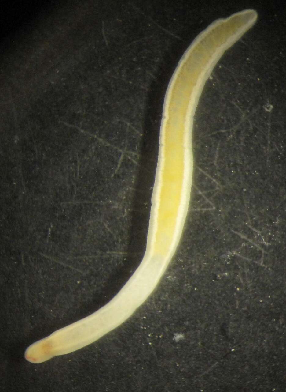 Image of Pilidiophora