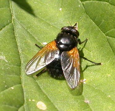 Image de Mesembrina meridiana (Linnaeus 1758)