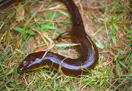 Image of Diving Skink