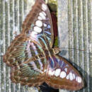 Image of Parthenos sylvia borneensis