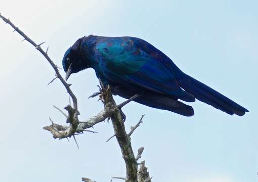 Image of Burchell's Glossy-Starling