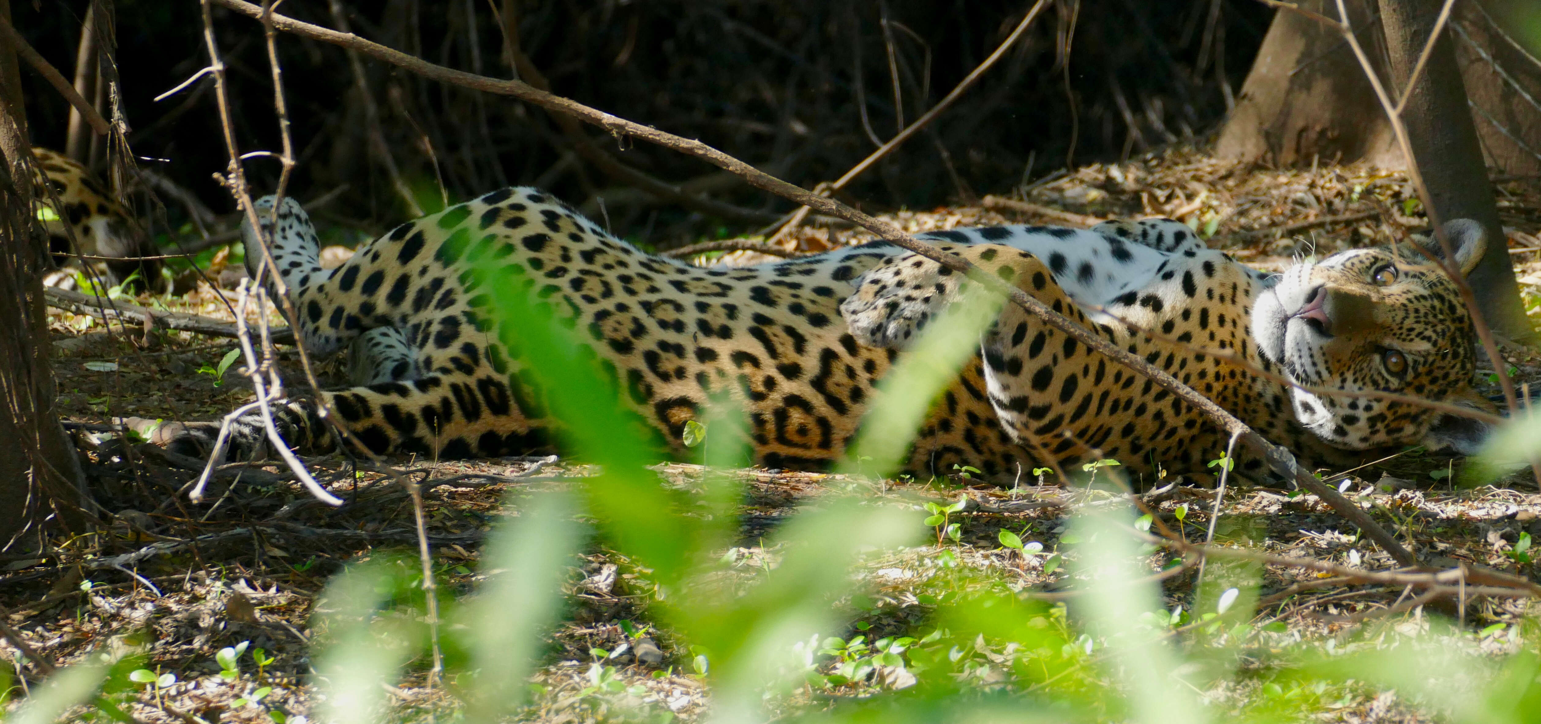 Image of big cats