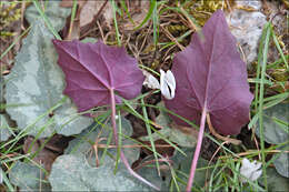 Image of Cretan cyclamen