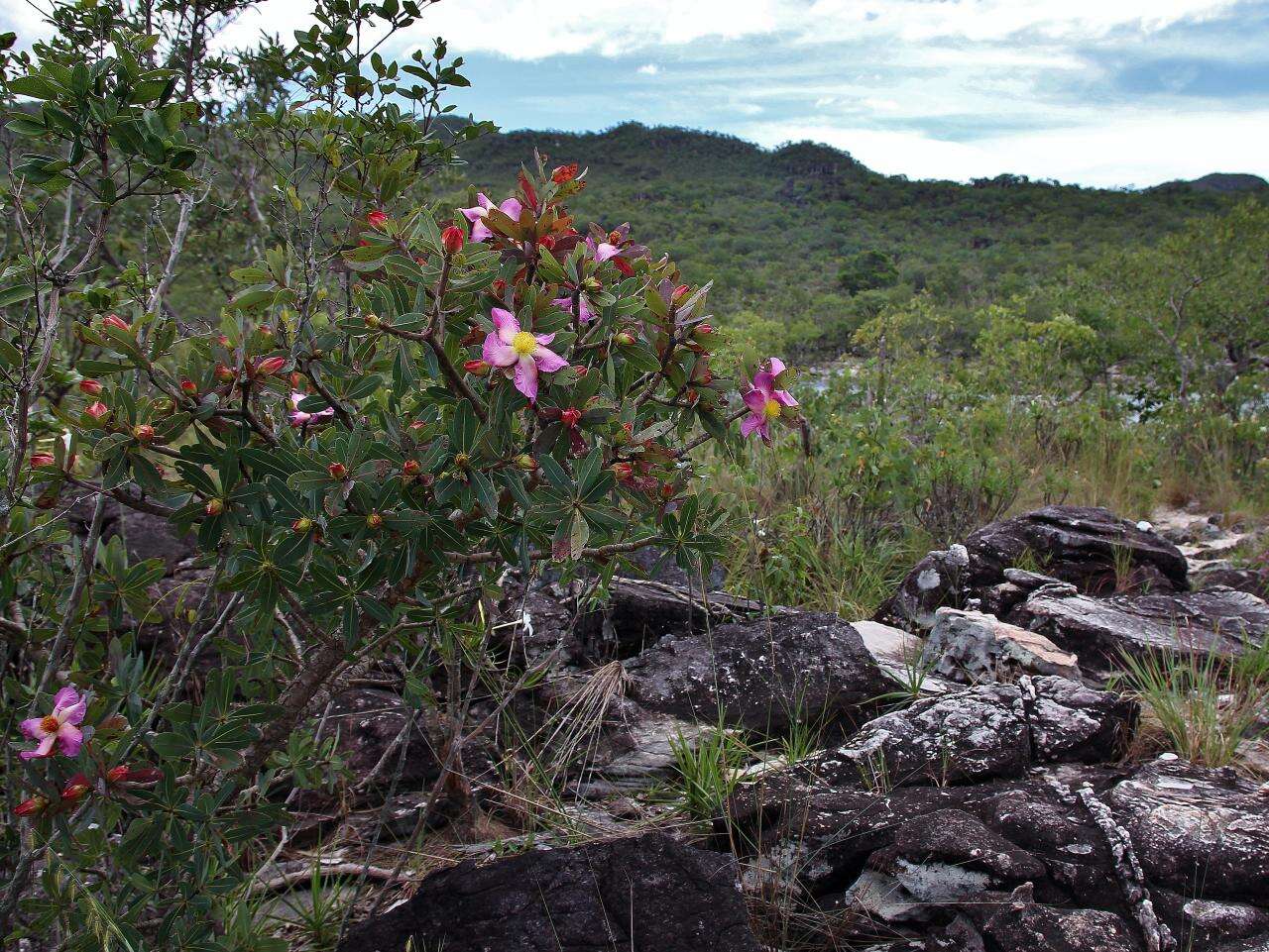 Image of Kielmeyera pulcherrima L. B. Smith