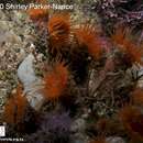 Image of Cape zoanthid