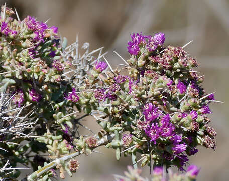 Слика од Ruschia spinosa (L.) M. Dehn