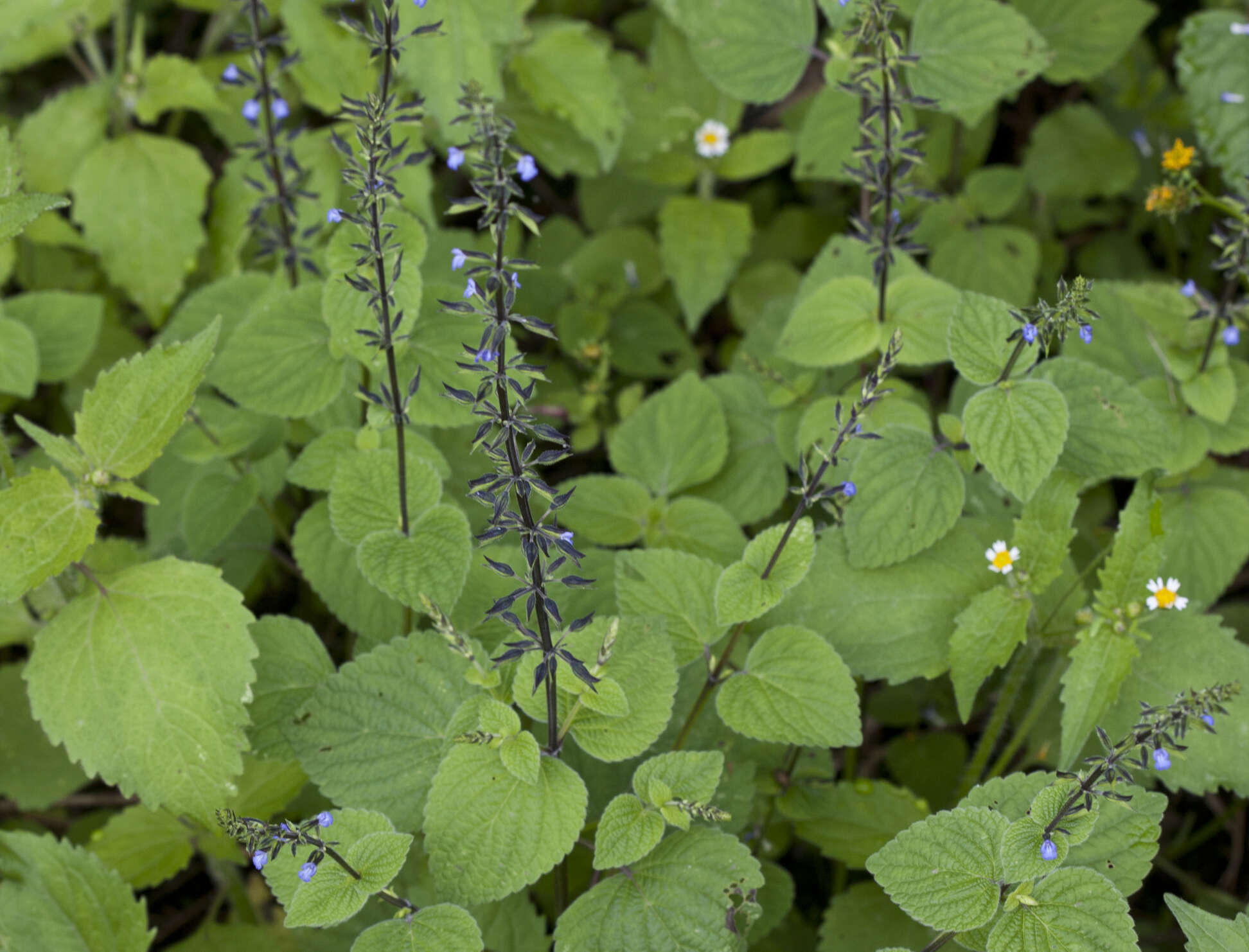 Imagem de Salvia tiliifolia Vahl