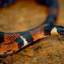 Image of Dunn's Ground Snake