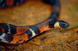 Image of Colubrid Ground Snakes