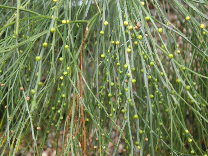 Image of Whisk Ferns