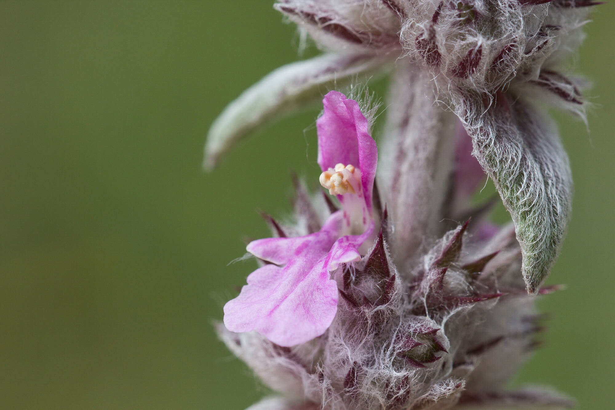 Слика од Stachys germanica L.