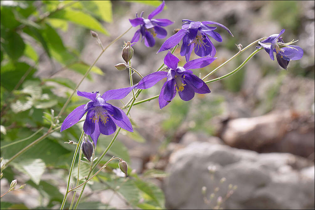 Image of Einsele's columbine