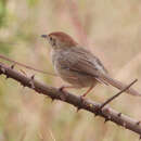 Image of Cape Grass-Warbler
