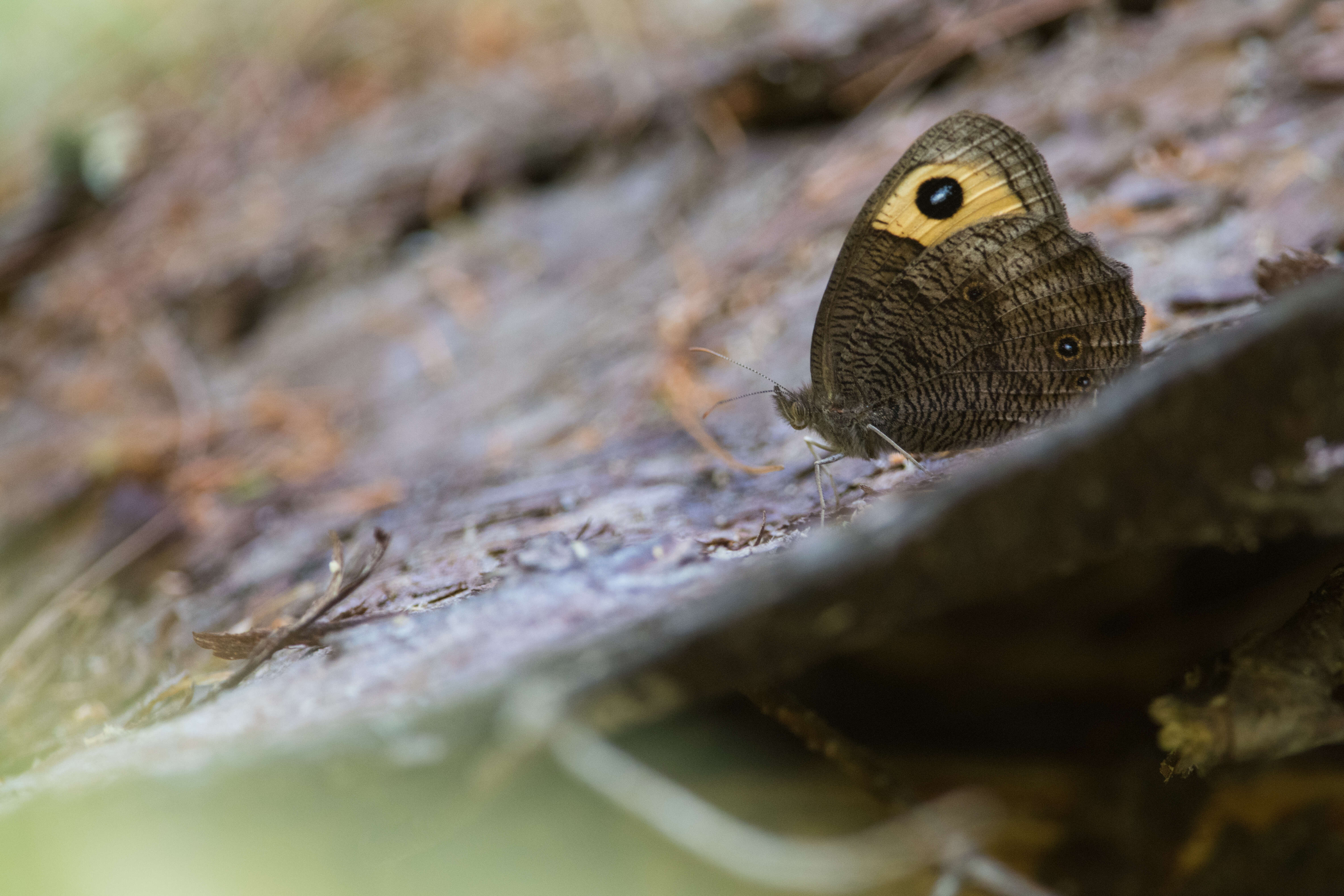 Image of Common Wood Nymph