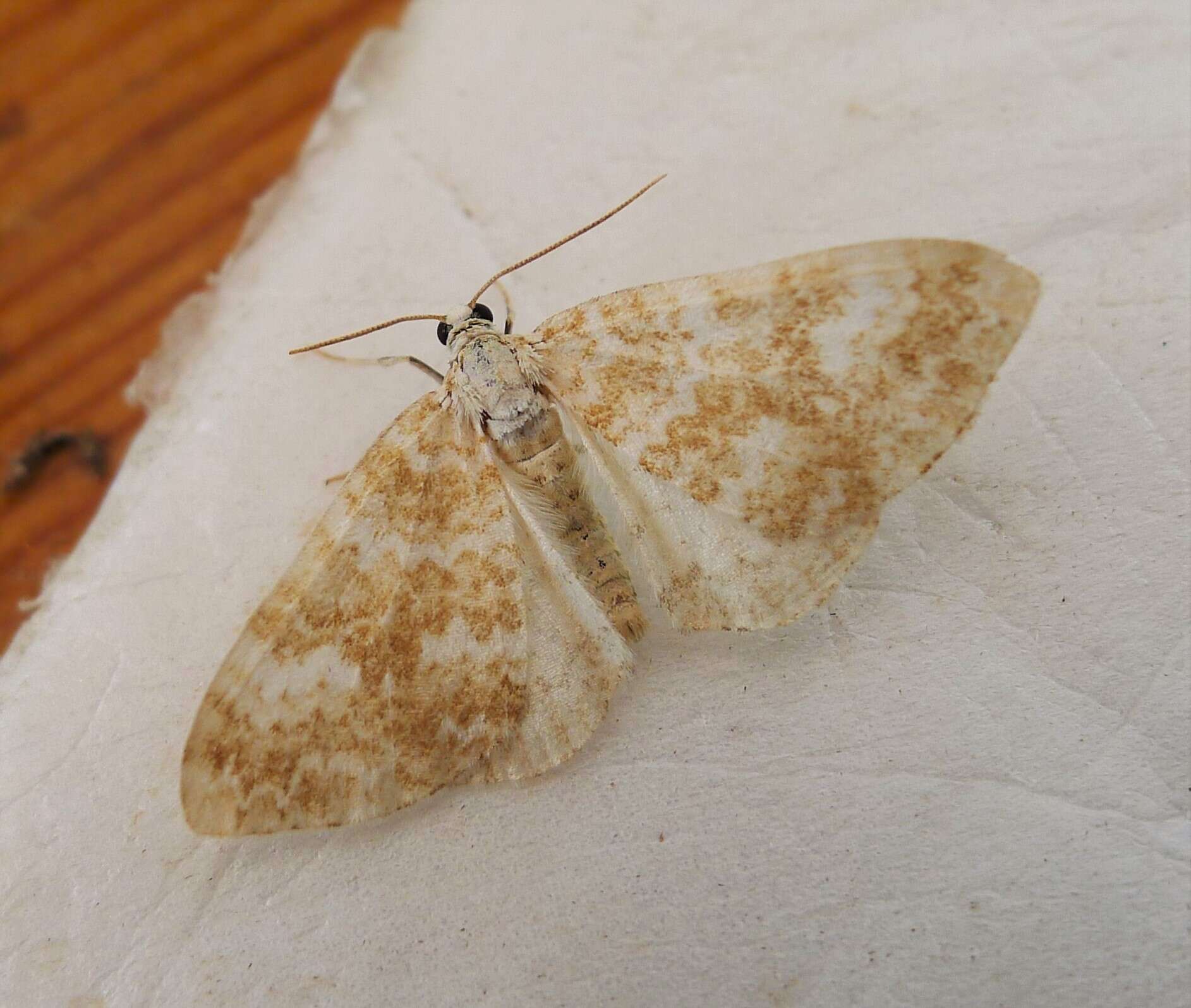 Image of sandy carpet