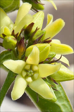 Image of Vincetoxicum hirundinaria subsp. adriaticum (G. Beck) Markgr.