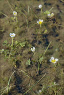 Image of Pond Water-crowfoot