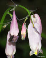 Imagem de Dicentra formosa subsp. formosa