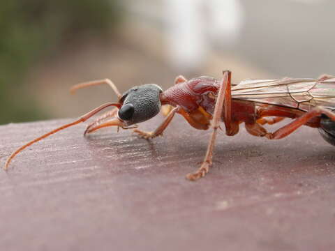 Image of Myrmecia nigriceps Mayr 1862