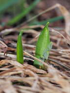 Image of Scilla vindobonensis Speta