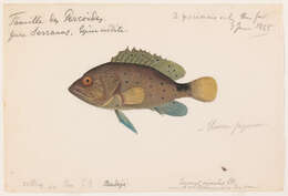 Imagem de Serranus