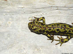 Image of Crested and marbled newts