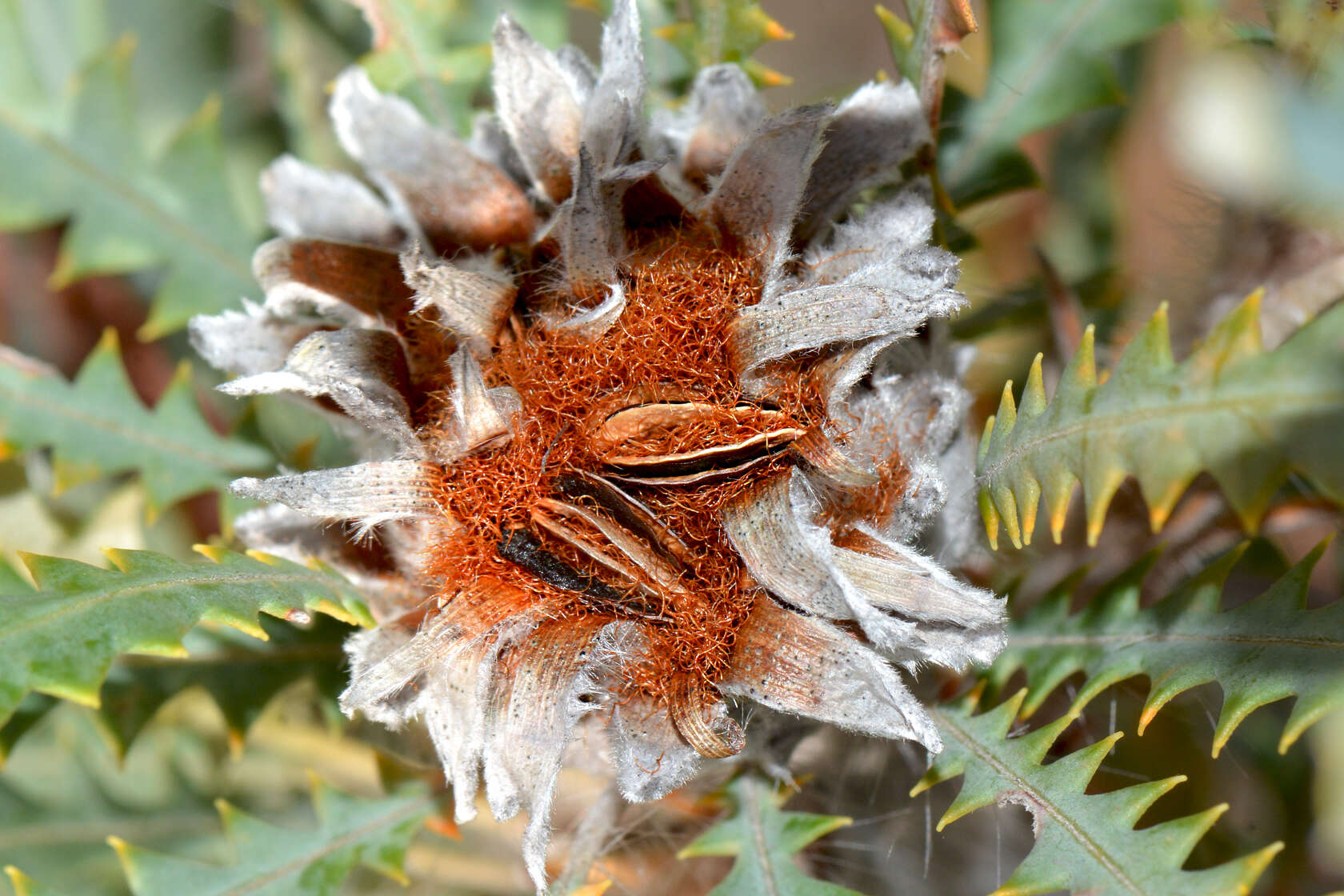 Image of Banksia stuposa (Lindl.) A. R. Mast & K. R. Thiele