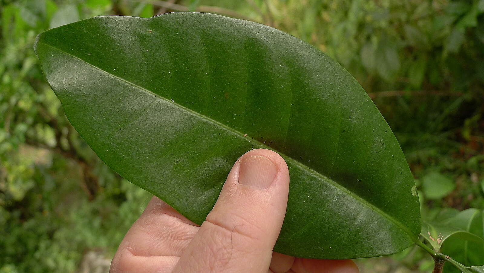 Image of Metrodorea maracasana R. C. Kaastra