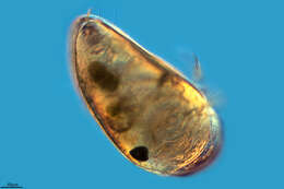 Image of Podocopida